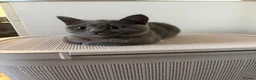 British Shorthair cats for sale: British short hair female  - Advert 2