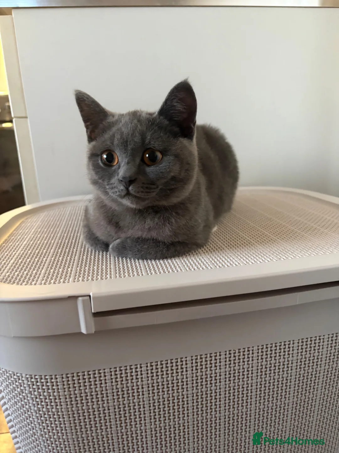 British Shorthair cats for sale: British short hair female  - Advert 2