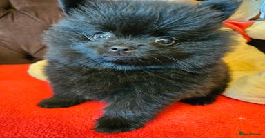 Pomeranian dogs - Advert 9