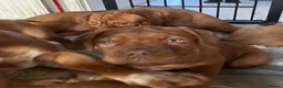 Dogue De Bordeaux dogs for sale: Dogue de Bordeaux  - Advert 3