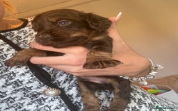 Cocker Spaniel dogs for sale: Beautiful KC working cocker spaniel puppies.  - Image 9