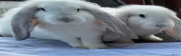 French Lop rabbits for sale: French Lops in Cambridge - Advert 3