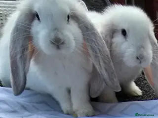 French Lop rabbits French Lops - Advert 1