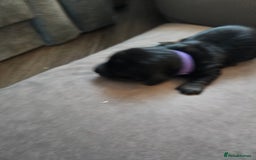 Dachshund dogs for sale: Beautiful Dachshund Puppies - Image 28