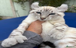 Keetso cats for sale: Breath taking polydactyl curled eared girl  - Image 30