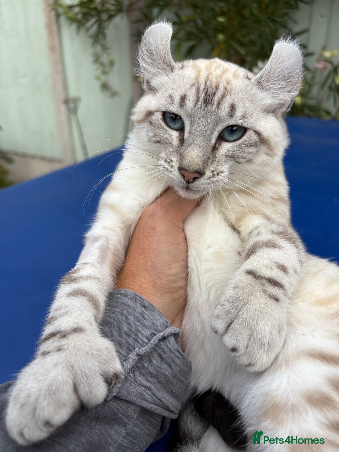 Keetso cats for sale: Breath taking polydactyl curled eared girl  - Image 30