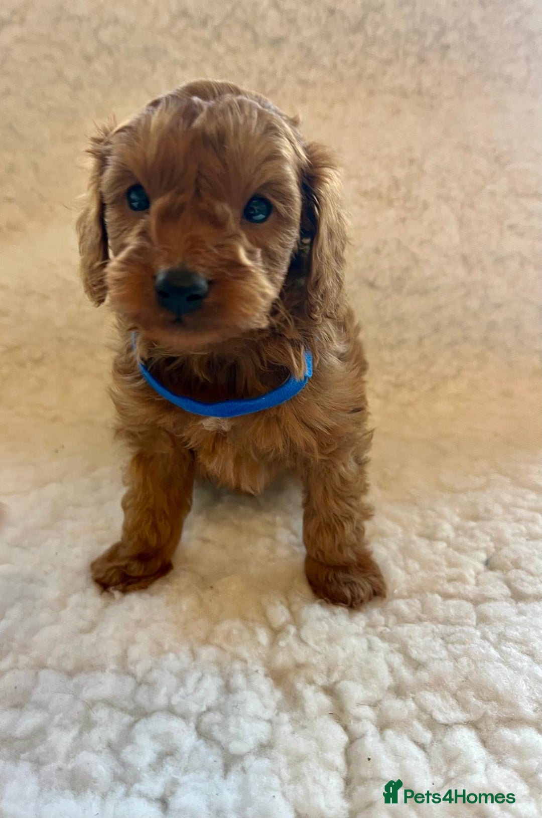 Cavapoo dogs for sale: Top quality F1b red toy Cavapoo  - Advert 2