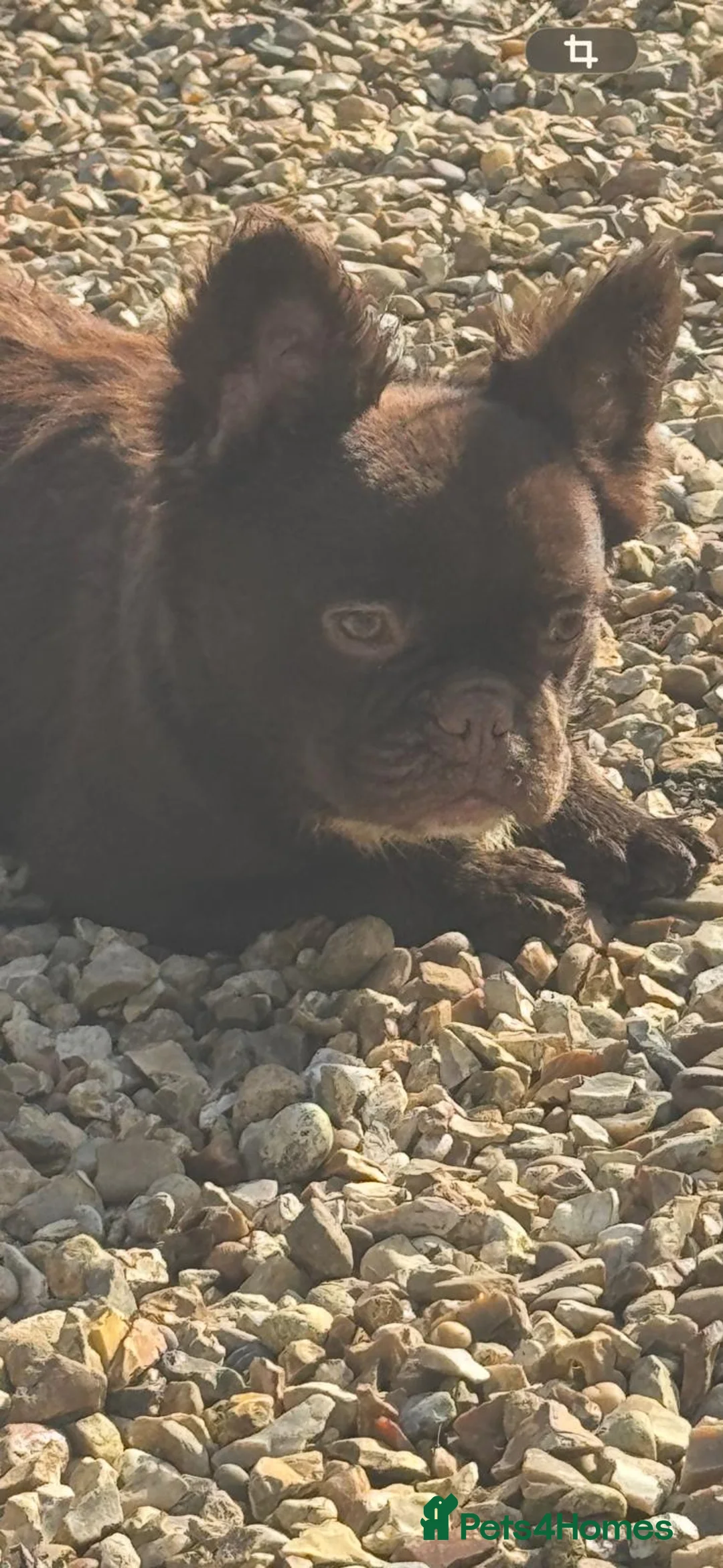 French Bulldog dogs for sale: Chocolate male full fluffy with C1 - Advert 2