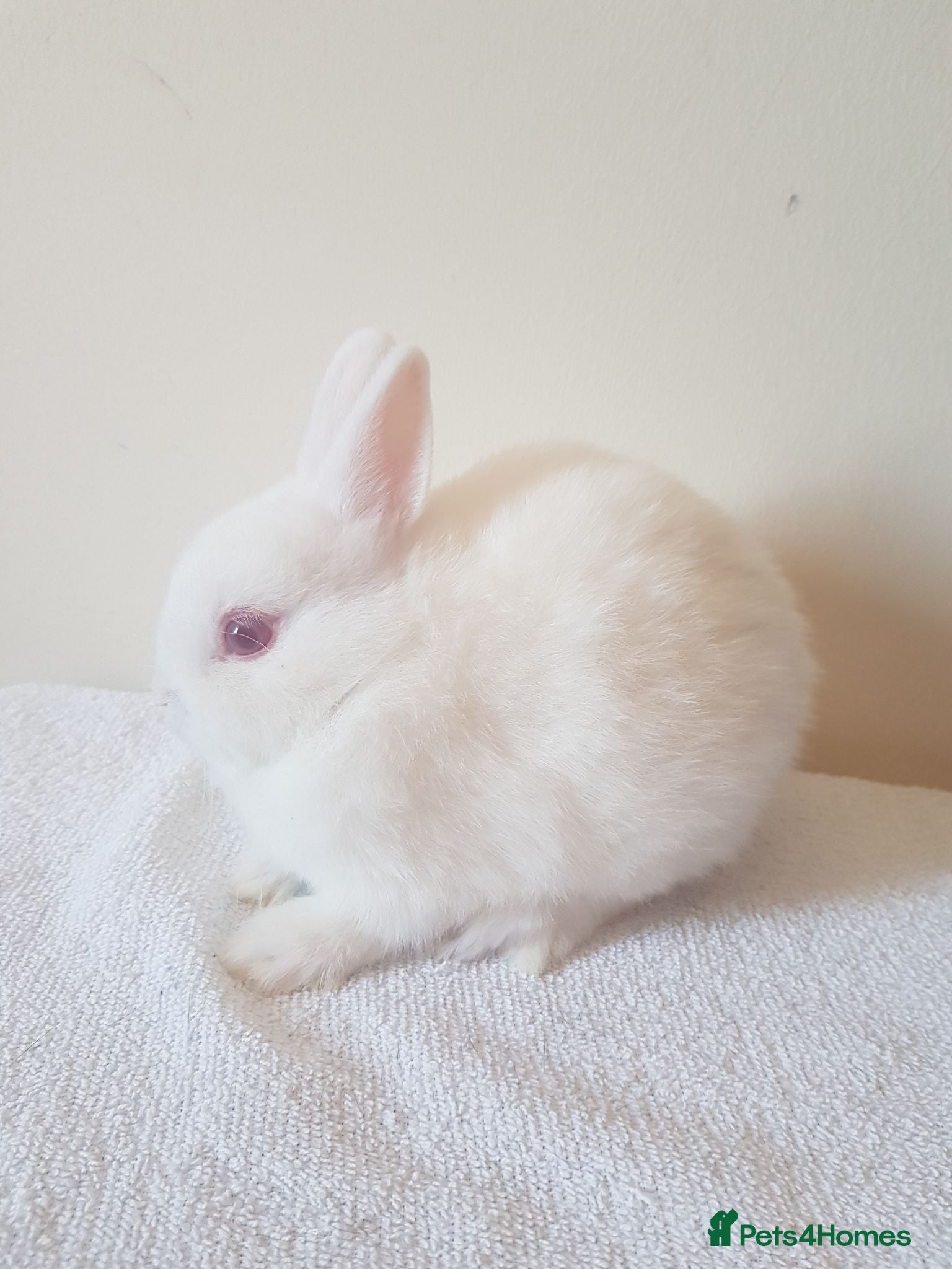 Netherland Dwarf rabbits Baby Netherland Dwarfs - Advert 15