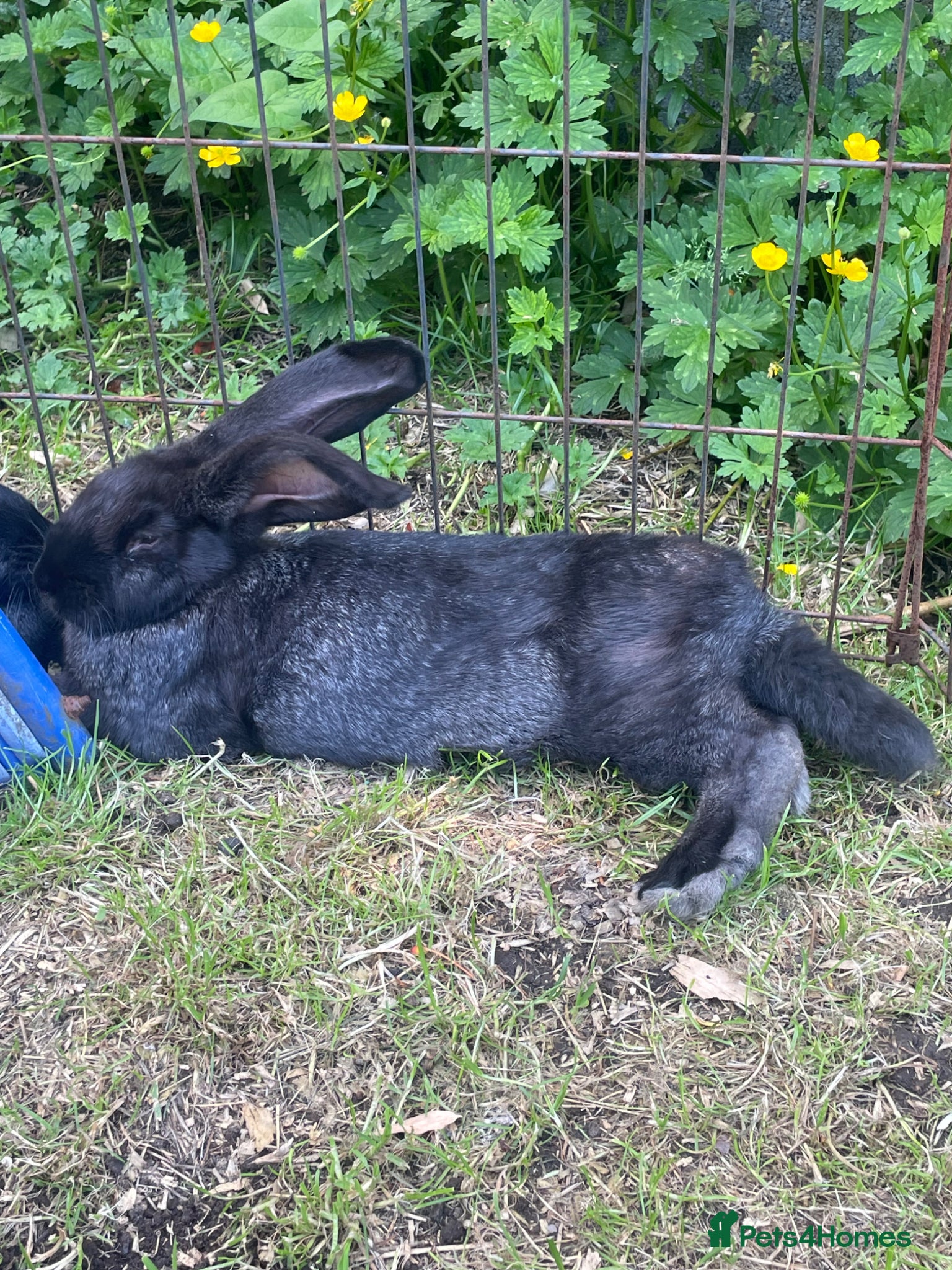 Continental Giant rabbits 💖Pure bred continental giants💖 - Advert 16