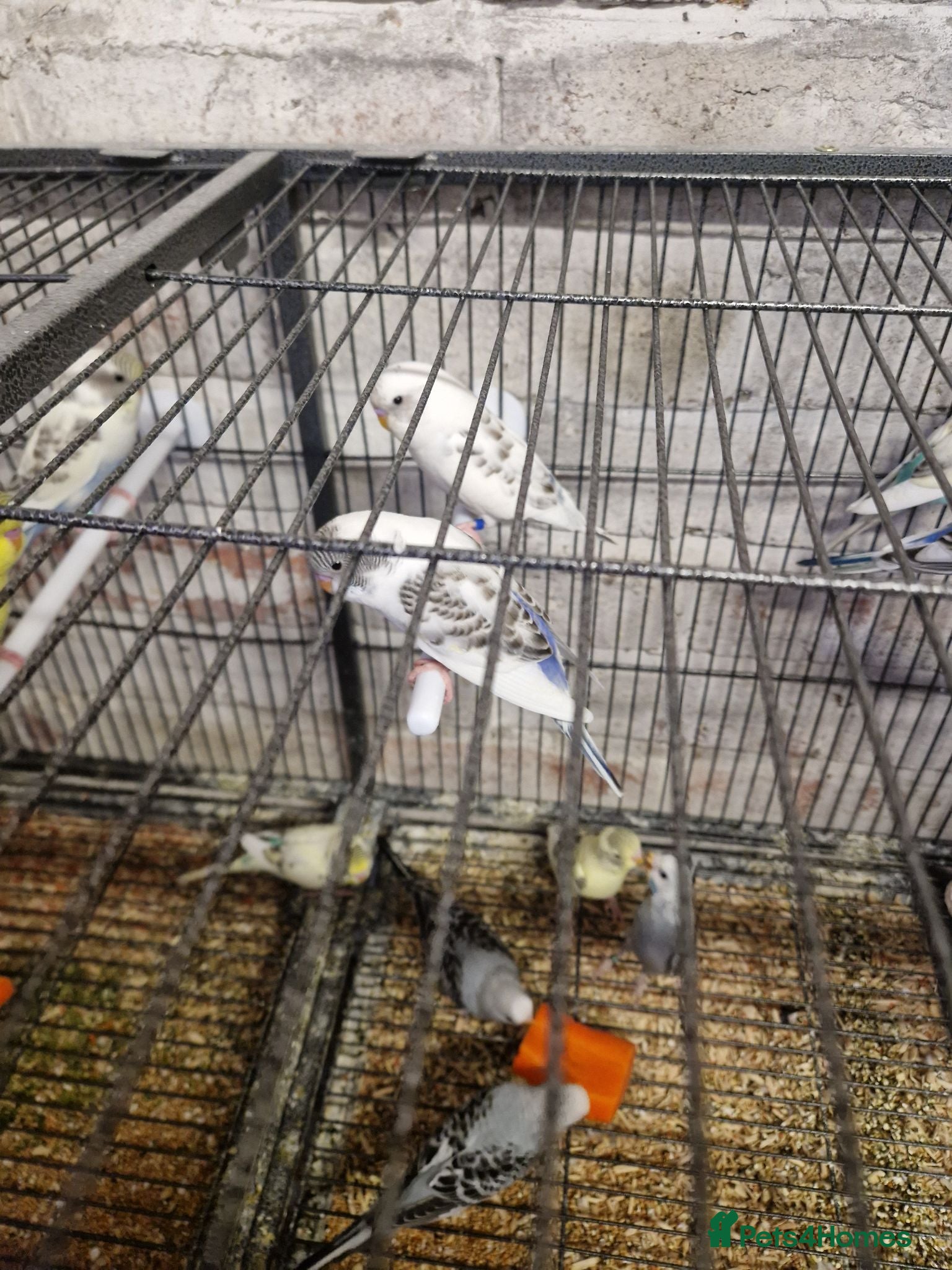 Budgerigars birds Young Budgies - Advert 6