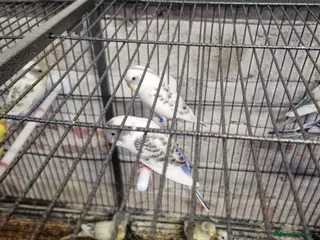 Budgerigars birds Young Budgies - Advert 6