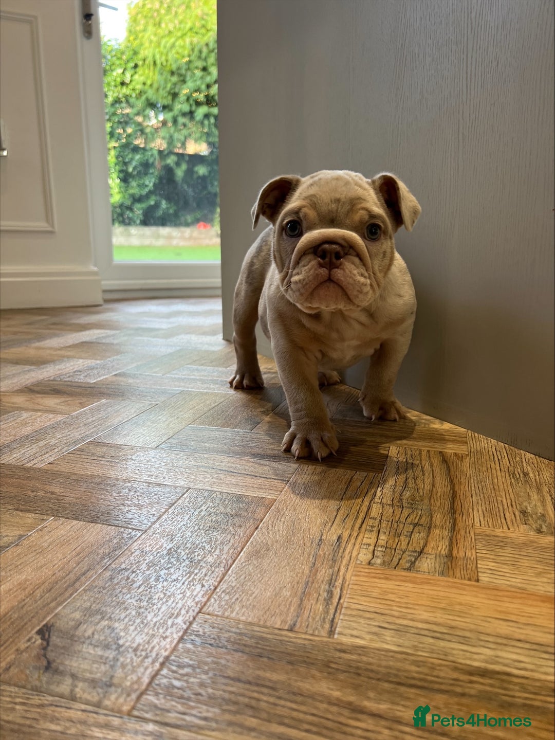English Bulldog dogs for sale: Beautiful Female Merle English Bulldog Puppy - Advert 3