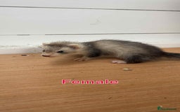 Ferret rodents for sale: Young ferrets  - Image 6