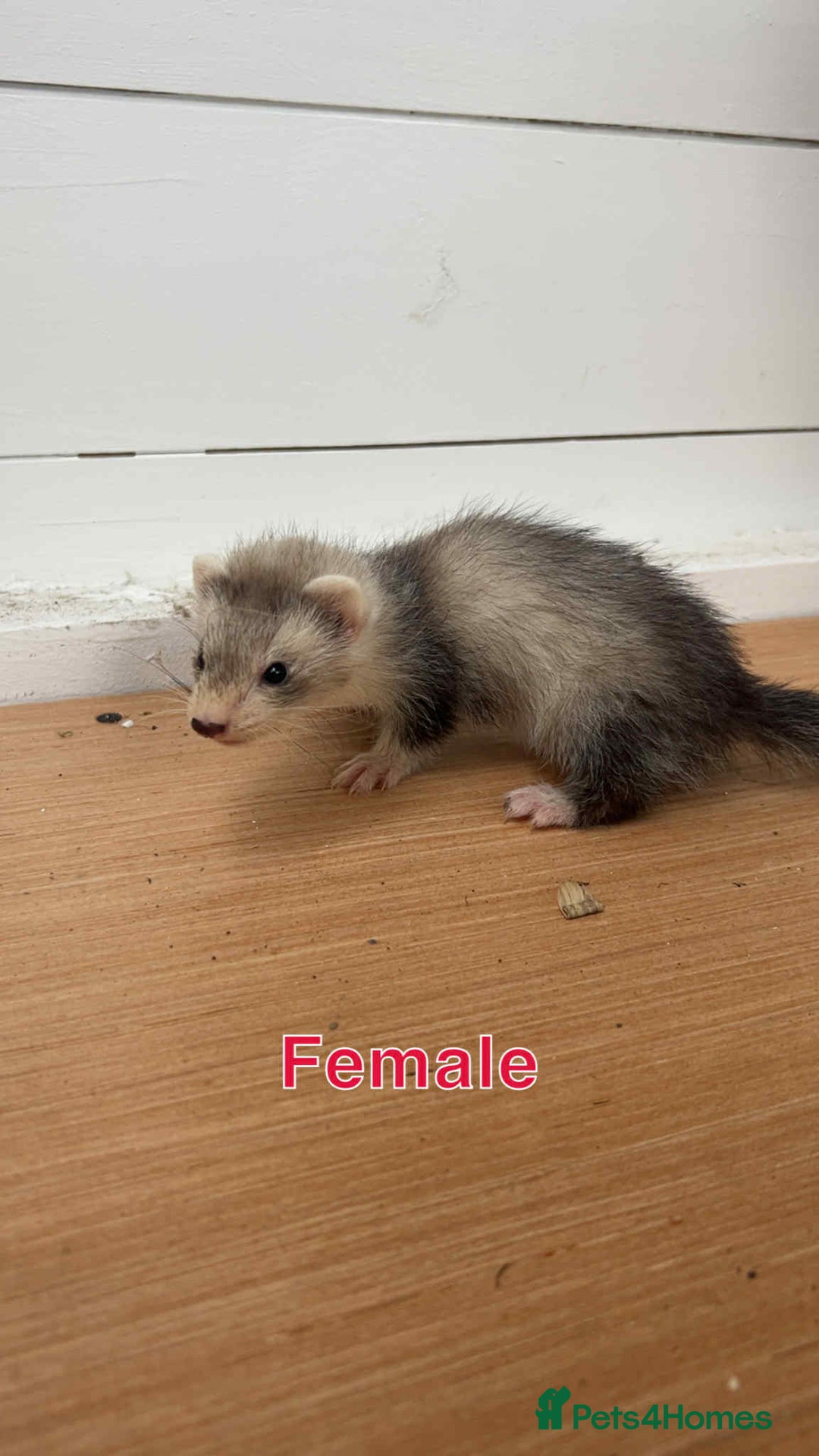 Ferret rodents for sale: Young ferrets  - Image 6