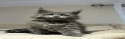Maine Coon cats for sale: Beautiful TICA Registered Maine Coon Kittens Avail - Advert 10