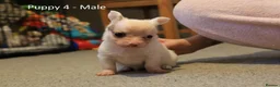Chihuahua dogs for sale: Chihuahua Puppies in Crawley - Advert 4