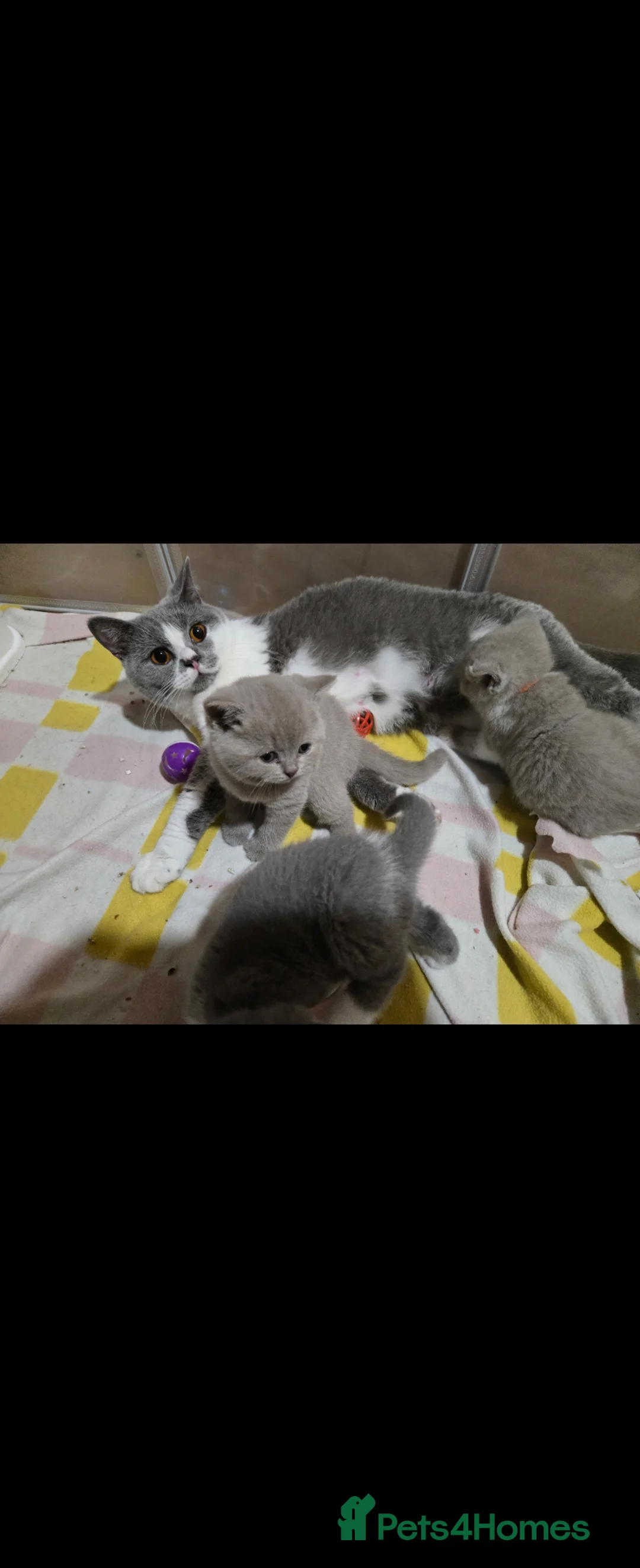 British Shorthair cats for sale:  british shorthairs ready now 2 boy 1 gril - Advert 11