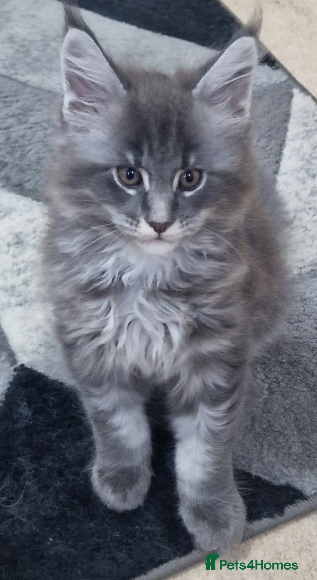 Maine Coon cats for sale: 🐾 Three Majestic Pedigree Maine Coon Kittens! 🏡 - Advert 14
