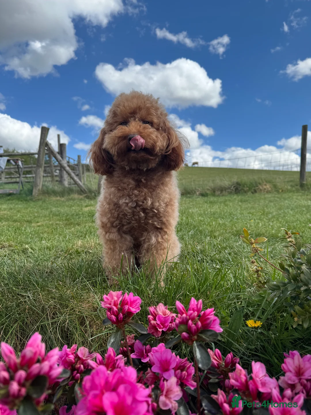 Miniature Poodle dogs for stud: Stunning Red K.C Mini Poodle for Stud in Stratford-upon-Avon - Advert 4