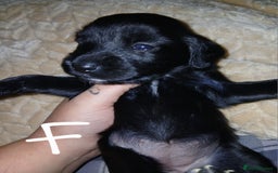 Sprocker dogs for sale: Beautiful sproker pups  - Image 2
