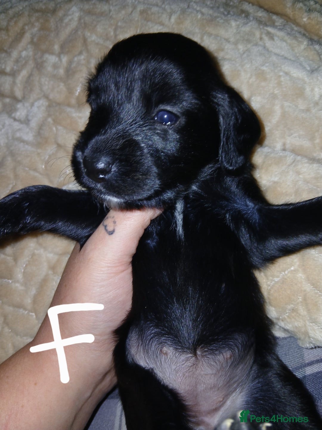 Sprocker dogs for sale: Beautiful sproker pups  - Image 2