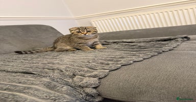 British Shorthair cats - Advert 1