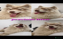 Siberian Husky dogs for sale: Wooly Siberian Husky - Image 10