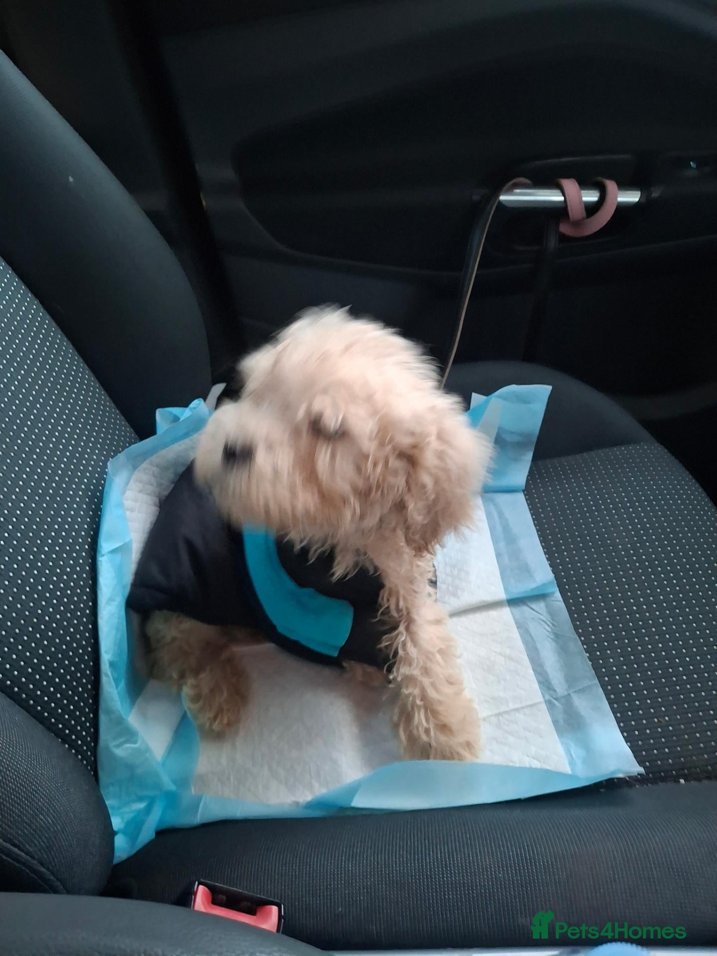 Goldendoodle dogs for sale: Goldendoodle puppy - Advert 1