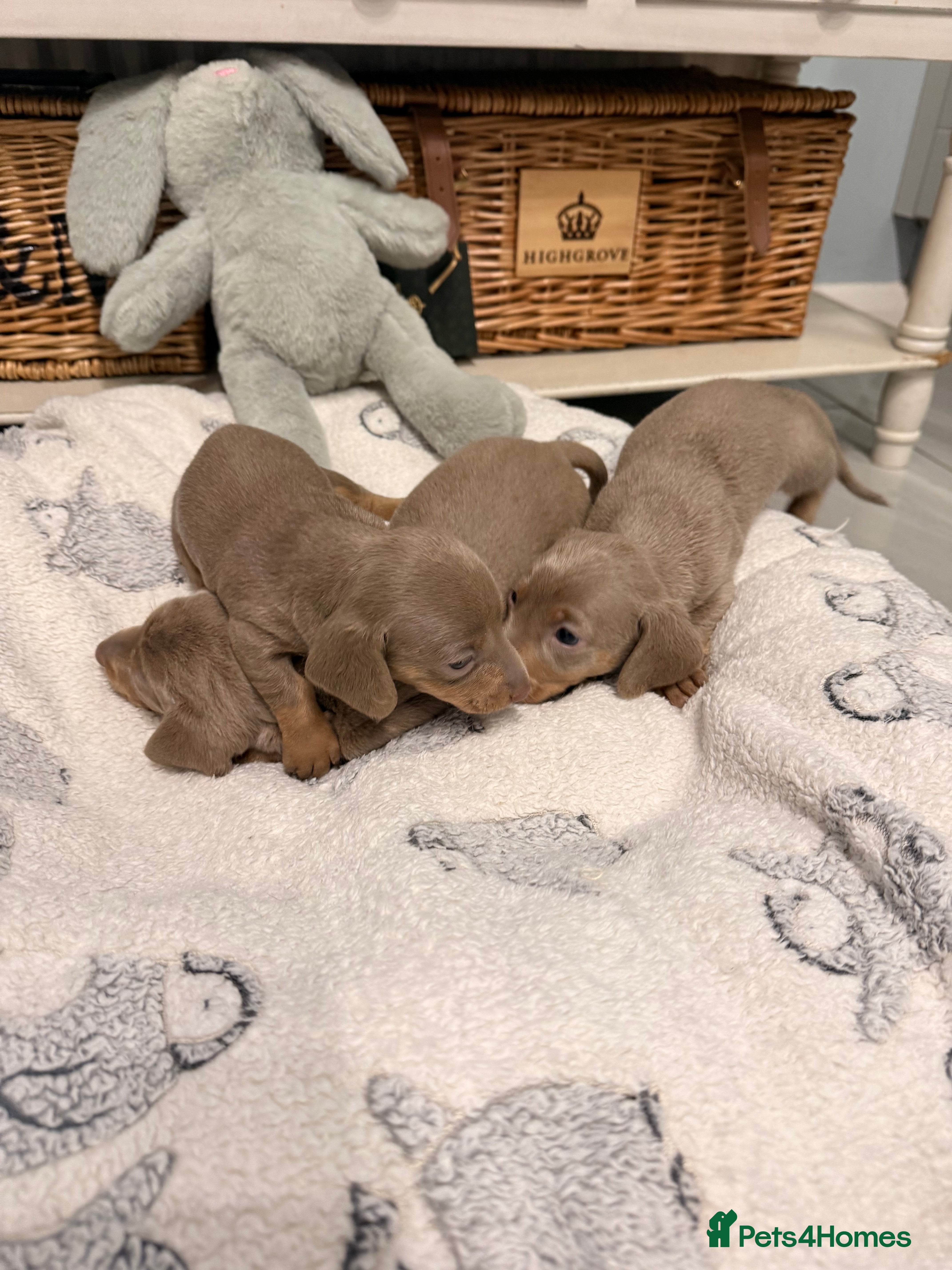 Miniature Dachshund dogs Beautiful Miniature Dachshund Puppies - Advert 3