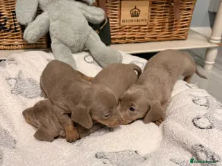 Miniature Dachshund dogs Beautiful Miniature Dachshund Puppies - Advert 11