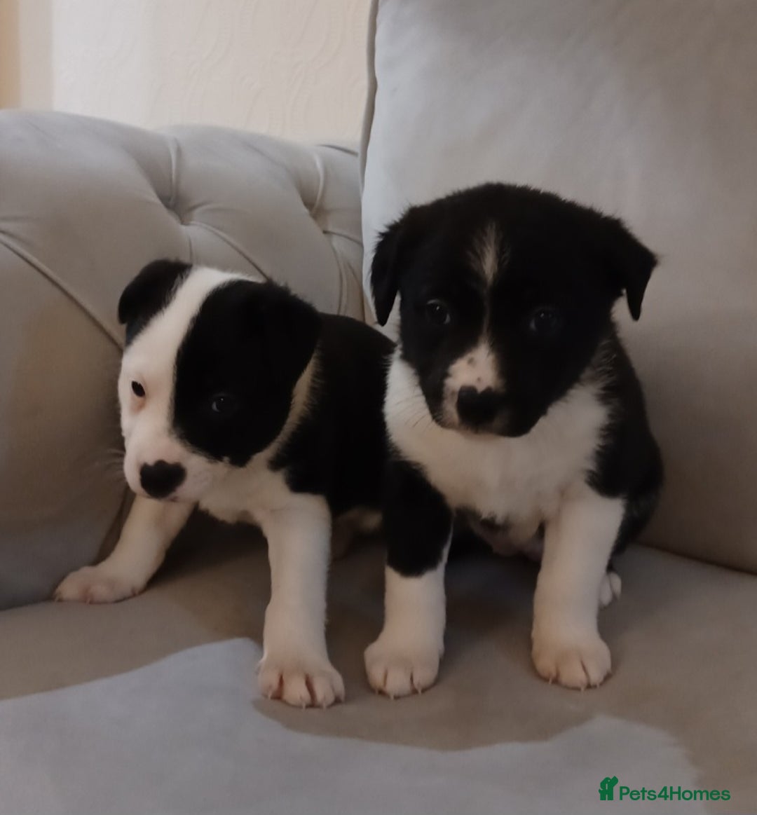 Border Collie dogs for sale: PBC Puppies - Border collie  - Advert 6