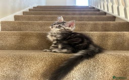 Maine Coon cats for sale: Pure Maine coon - Image 17
