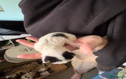 Domestic Shorthair cats for sale: 5 Domestic Shorthair Kittens - Image 17