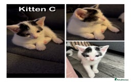 Domestic Shorthair cats for sale: 🐾 Adorable White Kittens with Black Markings  🐾 - Image 4
