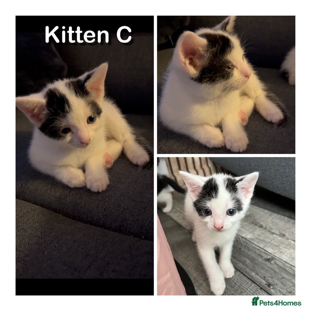 Domestic Shorthair cats for sale: 🐾 Adorable White Kittens with Black Markings  🐾 - Image 4