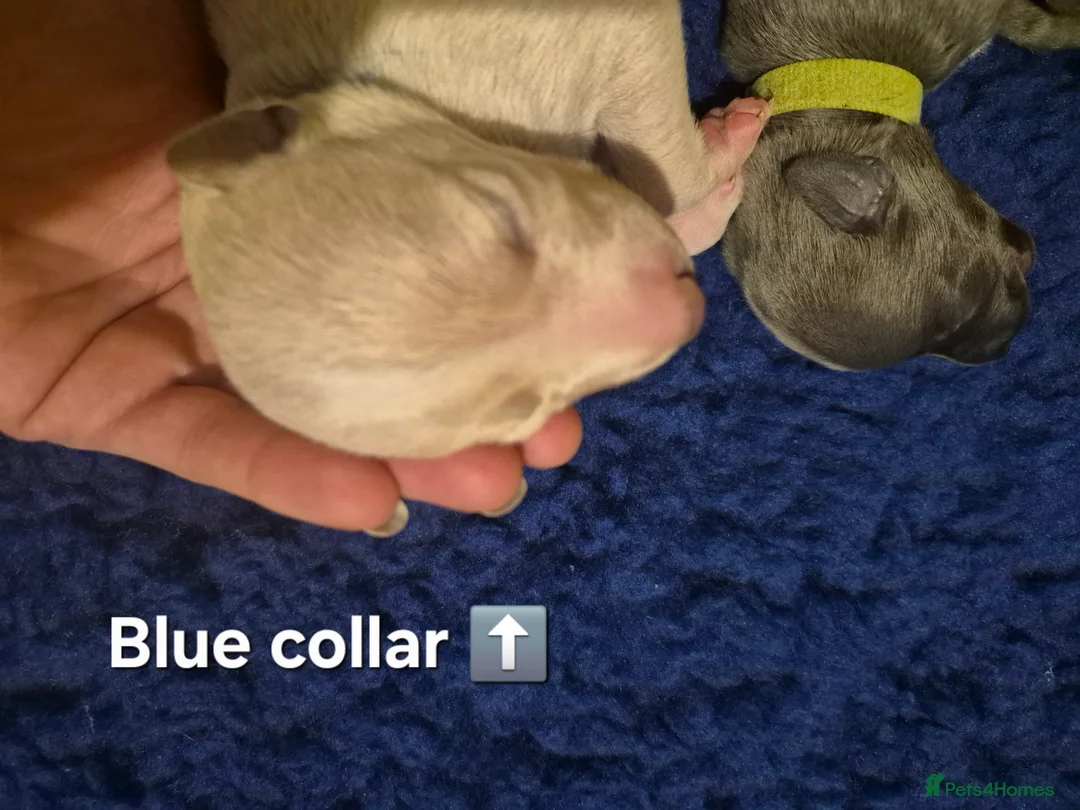 Whippet dogs for sale: KC Whippet Puppies - Champion Lines - Advert 14