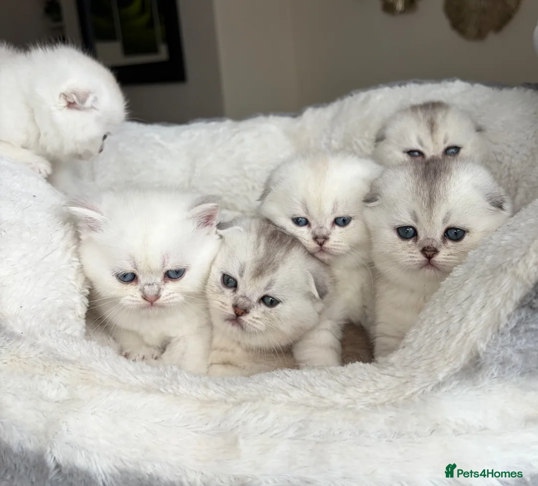 Scottish Fold cats for sale: Adorable Scottish Fold Kitten  - Advert 1