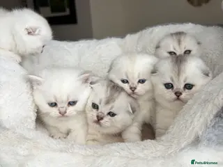 Scottish Fold cats Adorable Scottish Fold Kitten - Advert 3