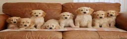 Mini Goldendoodle dogs for sale: Beautiful Health Tested Goldendoodle Puppies - Advert 3