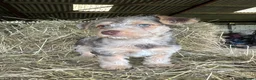 Jackapoo dogs for sale: 4th Gen merle jackapoo puppies (much wenlock)  - Advert 2