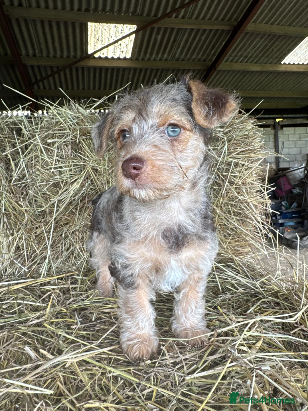 Jackapoo dogs for sale: 4th Gen merle jackapoo puppies (much wenlock)  - Advert 2