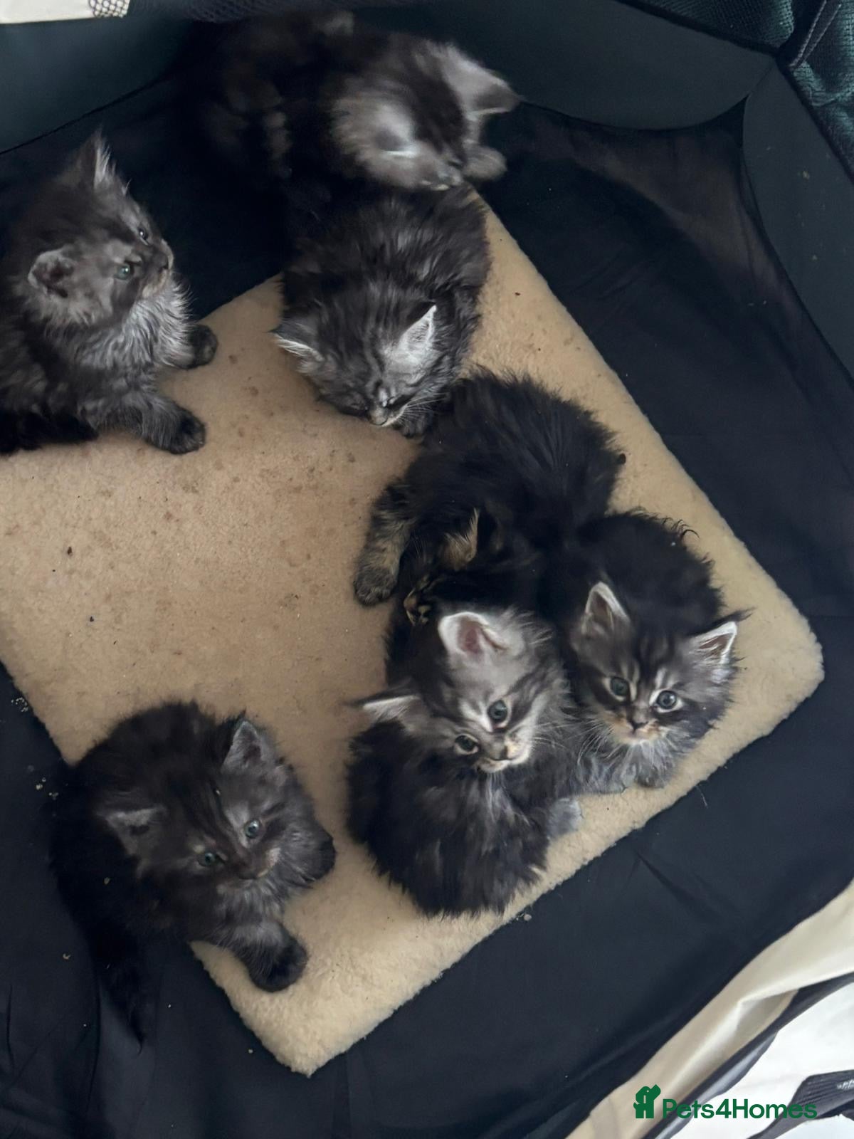 Maine Coon cats Maine coon kittens - Advert 1