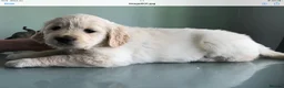 Golden Retriever dogs for sale: Kc reg chunky puppies  - Advert 2