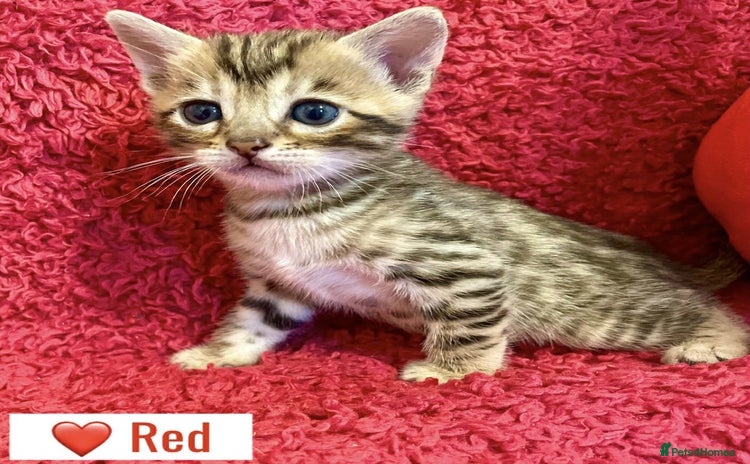 Bengal cats - Advert 7