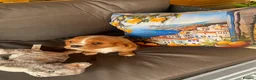 Cavalier King Charles Spaniel dogs for sale: Health tested parents Cavalier King Charles ready  - Advert 10
