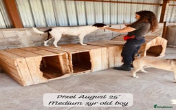 Mixed Breed dogs for adoption: Pixel, 3-4 yrs old. Available for adoption. - Image 10