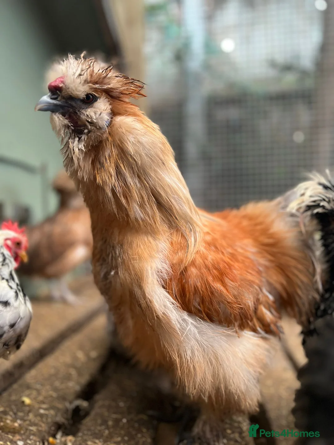 Chickens poultry for sale: Silky cock - Advert 1