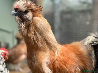 Chickens poultry Silky cock - Advert 2