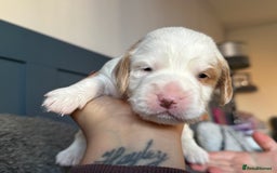 Cockapoo dogs for sale: Gorgeous F2B Cockapoo puppies  - Image 35